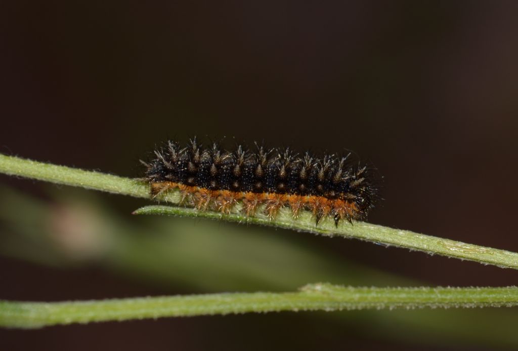 Bruco da ID. Melitaea aetherie?